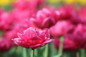 pink tulips in the garden