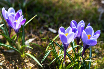 Purple blooming crocuses in a clearing closeup. Beautiful flowers in a flowerbed in the park	