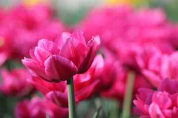 pink and white tulips