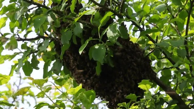 Part of the colony of bees, together with the queen, flew out of the hive and settled on a tree branch.
Swarming of honey bees is an important stage of their reproduction.
