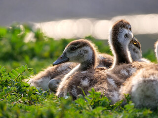 The sweet wild geese chicks in the nature