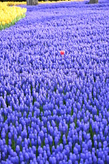 Colorful tulips garden in spring
