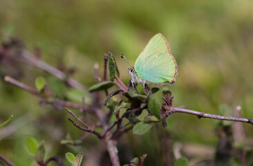 Emerald butterfly (Callophrys rubi) on plant