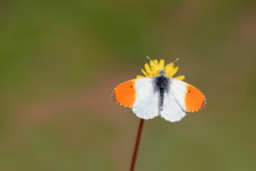 Orange Fancy butterfly (Anthocharis cardamines) on flower