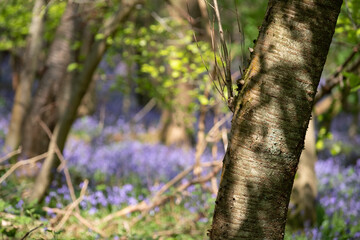 Fototapeta premium Bluebells growing wild underneath the trees in Adams Wood, located between Frieth and Skirmett in the Chiltern Hills, Buckinghamshire UK.