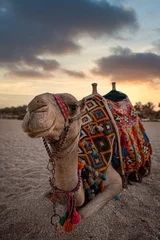 Rolgordijnen Camel Egypt beautiful  © SuLymanJaro