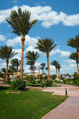 Fototapeta na wymiar Beautiful palm egypt green beach