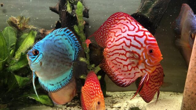 Portrait eines sch&ouml;nen farbigen Diskus Diskusbuntbarsch in einem Schwarzwasser Aquarium.
