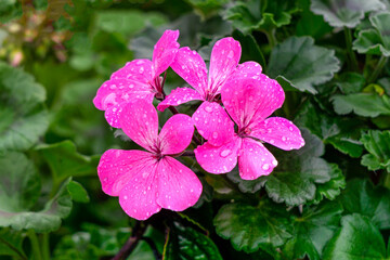 Bright pink geranium flowers in flower pots in a greenhouse.