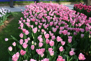 Colorful tulips garden in spring
