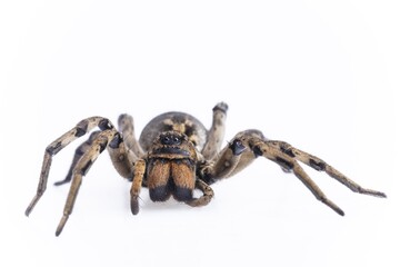 Brazilian Wandering Spider