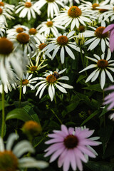 Camomile flowers on the field