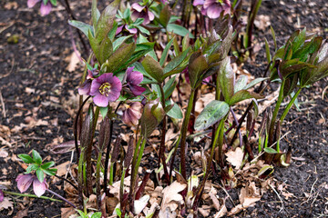 Bush of first burgundy-pink hellebore flowers in early spring.