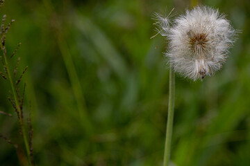 Dente de leão soltando 