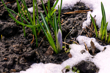 A purple unblown crocus bud crawls out from under the snow.