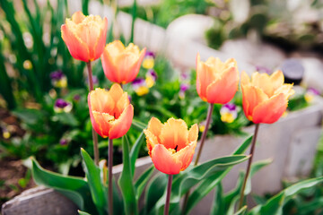 Glade of red tulips. Flowers in the park on a flower bed. Natural background and texture.