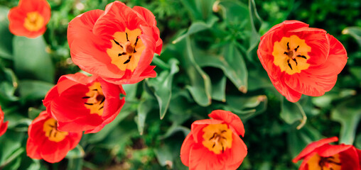Glade of red tulips. Flowers in the park on a flower bed. Natural background and texture.