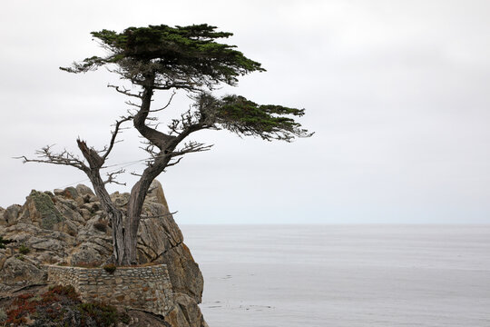 Lone Cypress - 17-Mildes-Drive (USA/Kalifornien)
