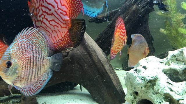 Portrait eines sch&ouml;nen farbigen Diskus Diskusbuntbarsch in einem Schwarzwasser Aquarium.
