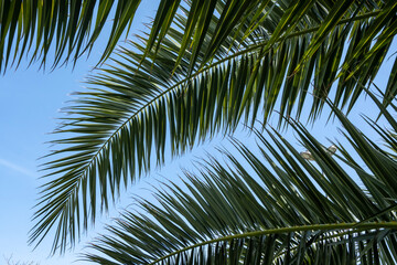 Fototapeta premium Palm leaf on blue sky background. Sunday, summer, holiday, exotic, jungle, vacation, season concept photo idea