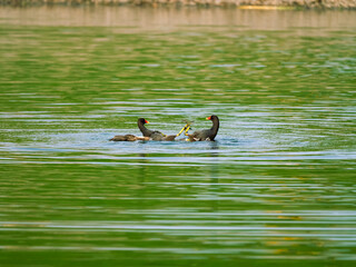 Grouse fighting in the lake