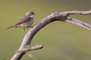 Subalpine Warbler female (Sylvia cantillans)