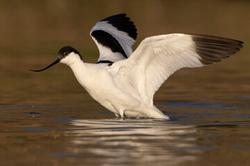 The Pied Avocet (Recurvirostra avosetta) 