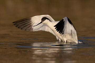 Fototapeta na wymiar The Pied Avocet (Recurvirostra avosetta) 