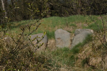 ancient barrow in the woodland