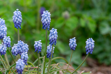 Muscari aucheri grape hyacinth ocean magic album in bloom, ornamental cultivated flowering springtime bulbous plant