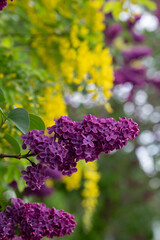 Obraz premium Close up of lilac and laburnum trees growing in close proximity in a London suburb. Lilac tree has cone shaped, deep purple blooms in spring, and laburnham tree has delicate, falling yellow flowers.