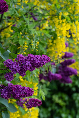 Close up of lilac and laburnum trees growing in close proximity in a London suburb. Lilac tree has cone shaped, deep purple blooms in spring, and laburnham tree has delicate, falling yellow flowers.