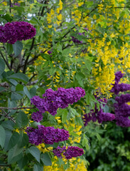 Obraz premium Close up of lilac and laburnum trees growing in close proximity in a London suburb. Lilac tree has cone shaped, deep purple blooms in spring, and laburnham tree has delicate, falling yellow flowers.