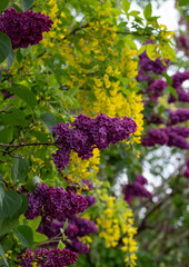 Obraz premium Close up of lilac and laburnum trees growing in close proximity in a London suburb. Lilac tree has cone shaped, deep purple blooms in spring, and laburnham tree has delicate, falling yellow flowers.