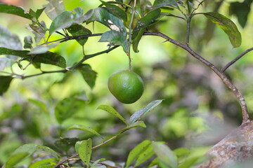 Limão pendurado nos galhos das árvores, pé de limão, fruta nascendo no pé, limoeiro com limão para ser colhido
