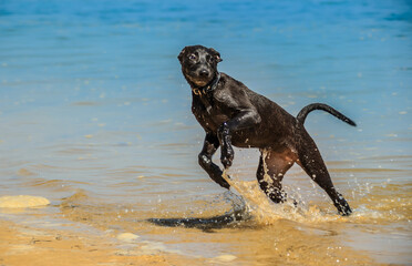 black dog running on a Algarve beach in Portugal