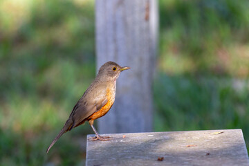 Orange thrush (Turdus rufiventris ), isolated among the green leaves . A typical Brazilian bird with harmonious and very beautiful song. Selective focus. Prudentópolis Paraná