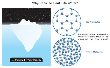 Why Does Ice Float on Water Infographic Diagram showing different in hydrogen bonds between ice and water molecules which make ice less dense than water for physics science education vector