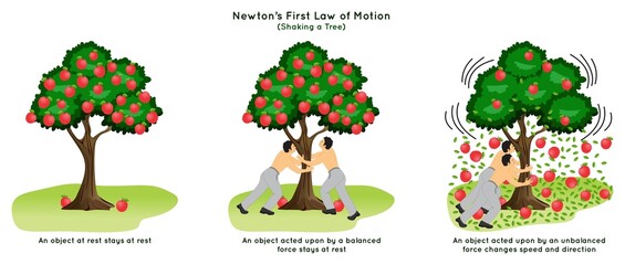 Fototapeta premium Newton First Law of Motion Infographic Diagram example shaking apple tree at rest and external force act on it balanced and unbalanced leaves apples fall down physics science education poster vector
