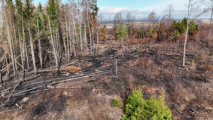 Forest after fire flame drone aerial drought dry black earth ground vegetation wild stand green...