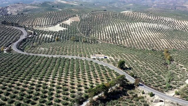survol des champs d'oliviers (oliveraies), hacienda et village blanc en Andalousie dans le sud de l'Espagne