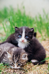 A group of kittens on a green lawn. Little fluffy kittens are walking in the yard. A pet. Taking care of pets. Different color of cats' fur.