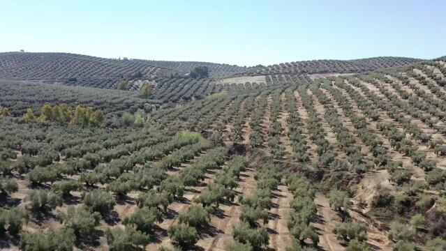 survol des champs d'oliviers (oliveraies), hacienda et village blanc en Andalousie dans le sud de l'Espagne