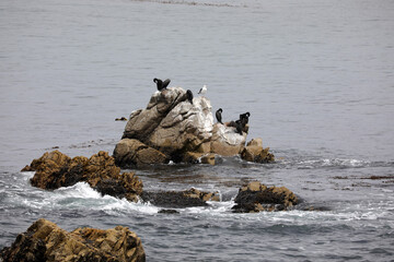Point Joe - Kormoran/Vogel - 17-Miles-Drive - USA/Kalifornien