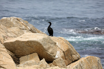 Point Joe - Kormoran/Vogel - 17-Miles-Drive - USA/Kalifornien