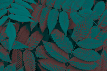 Fototapeta premium Dark vegetable background from meadowsweet leaves. Abstract natural wallpaper from the foliage of a ornamental shrub. Deep turquoise and red tinted plant backdrop