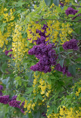 Obraz premium Close up of lilac and laburnum trees growing in close proximity in a London suburb. Lilac tree has cone shaped, deep purple blooms in spring, and laburnham tree has delicate, falling yellow flowers.