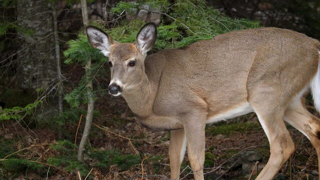 Female deer in the forest. White tailed doe in rural Ontario, Canada.