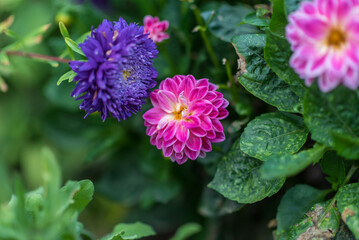 Spring season. Blossom flowers in the garden. Sunny day.