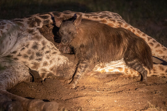 Schabracken Hy&auml;ne frisst an toter Giraffe - Brown Hyena eats on dead giraffe 